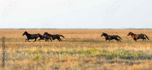 A herd of wild horses galloping across the steppe. Selective focus..
