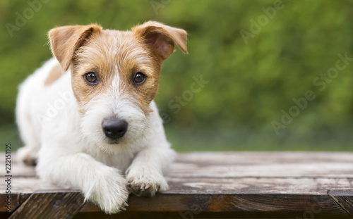Pet training concept - smart happy jack russell terrier dog puppy looking to his owner - with blank, copy space