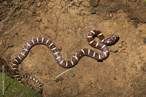 Young milk snake on soil of a garden in Connecticut.