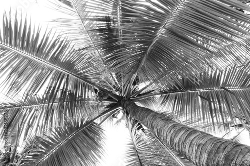 coconut palm trees - perspective view - monochrome