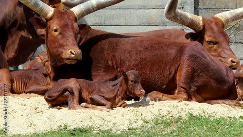 Stado krów Watussi - młode cielę z matką odpoczywa pośród stada