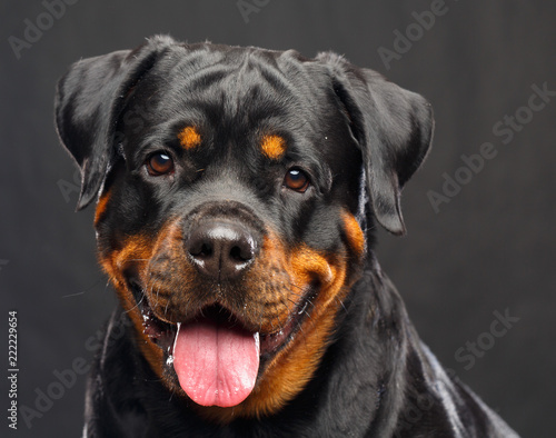 Rottweiler Dog Isolated on Black Background in studio