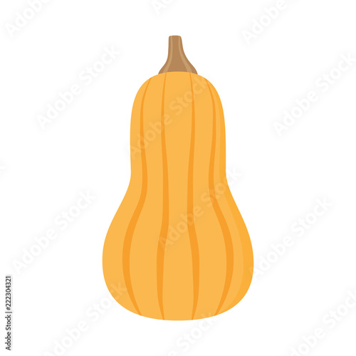 Light orange butternut squash vector illustration. Autumn pumpkin with brown stem, vegetable graphic icon or print, isolated. 