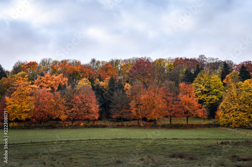 Bäume im Herbst am Waldrand