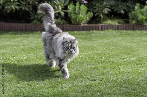 Silver Maine Coon hangover runs over green lawn in sunshine.