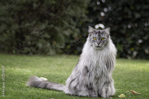 Silver Maine Coon tomcat sits on the grass.