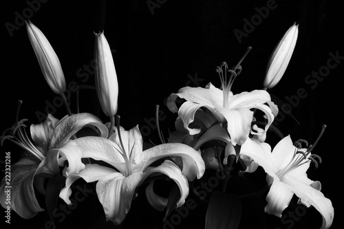 White lily flower on black background, black and white photo