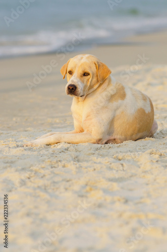 dog laying on the beach.