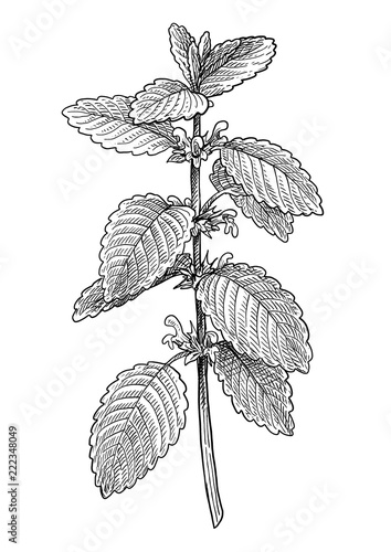 Lemon balm illustration, drawing, engraving, ink, line art, vector