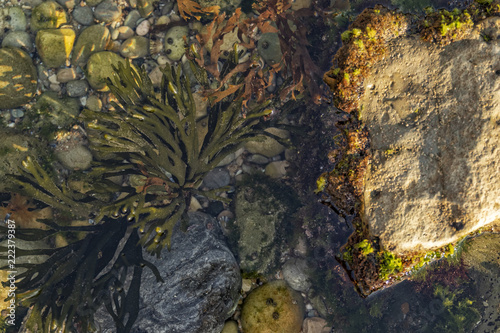 Close up of algae on rock. Marine life.