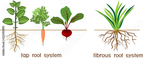 Plants with different types of root systems: tap and fibrous root systems