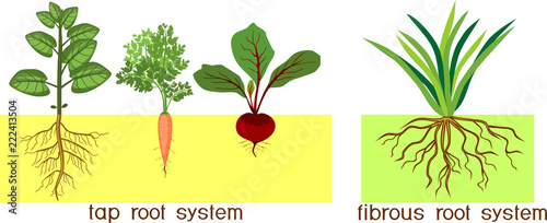 Plants with different types of root systems: tap and fibrous root systems