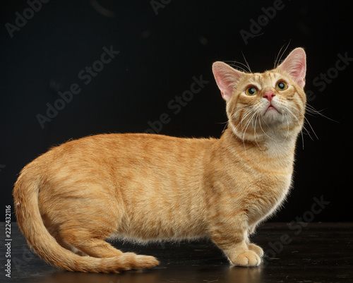 Munchkin cat isolated on Black Background in studio