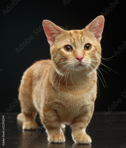 Munchkin cat isolated on Black Background in studio