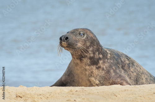 grey seal basking on a sandy beach