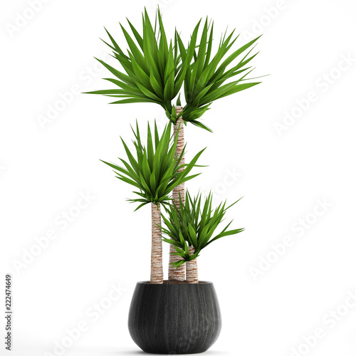 Dracaena in pot