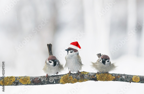 funny birds sparrows in Christmas winter garden sitting on a branch in a red cap