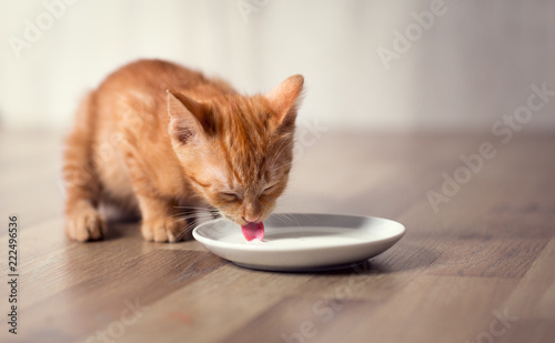 young little kitten eating milk