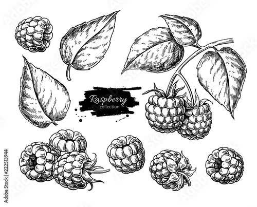 Raspberry vector drawing. Isolated berry branch sketch on white 