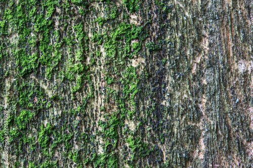 fantastic natural wood texture covered with moss