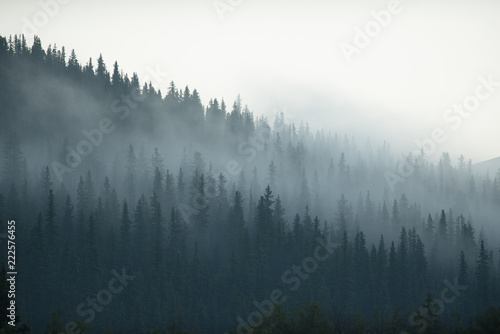 Mystic Canadian forest 