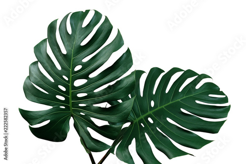 Dark green leaves of monstera or split-leaf philodendron (Monstera deliciosa) the tropical foliage houseplant isolated on white background, clipping path included.