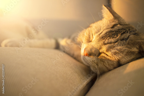 cute cat sleeping on the couch