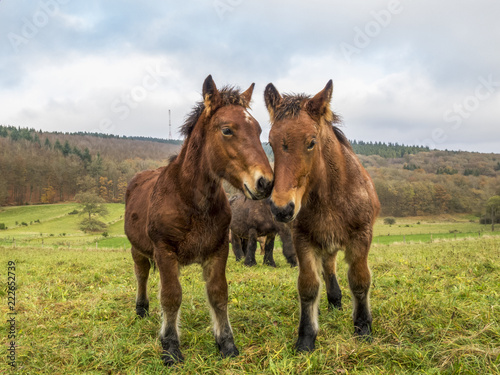 Two Ardennes foals nuzzling in a Belgian pasture on a rainy November day