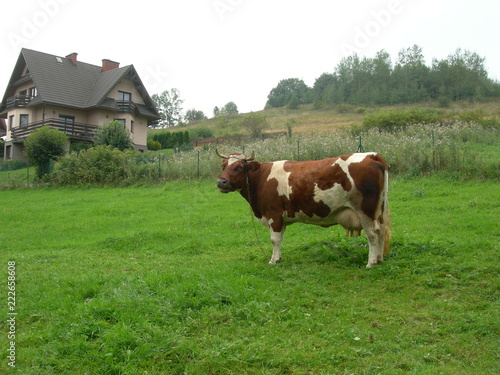 Krowa czerwona w białe łaty na zielonej trawie, Zakopane, Polska