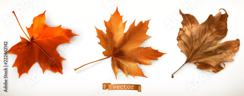 Maple leaf. 3d realistic vector icons