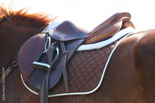 Sport horse close up under old leather saddle on dressage competition. Equestrian sport background.