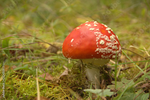  Mushroom mushroom mushroom on the background of autumn leaves.
