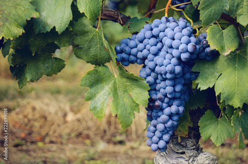 bunch of nebbiolo grape in the vineyards of Barolo (Langhe wine district, Italy), in september before harvest