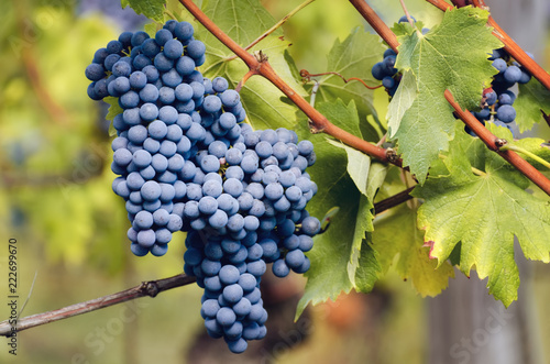 bunch of nebbiolo grape in the vineyards of Barolo (Langhe wine district, Italy), in september before harvest