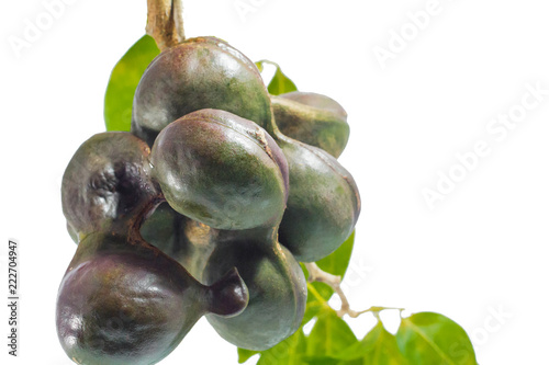 Vegetables in Southern Thailand popular white background, luk nieng, Djenkol bean fruit