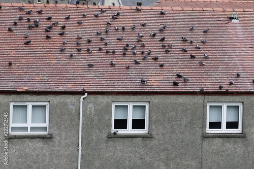 Pigeons on house roof birds causing noise nuisance to home owners and neighbours