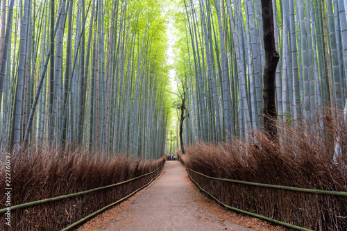 Bamboo forest in Arashiyama, Japan