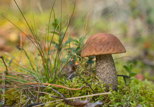 Boletus badius mushroom growing in the natural forest.