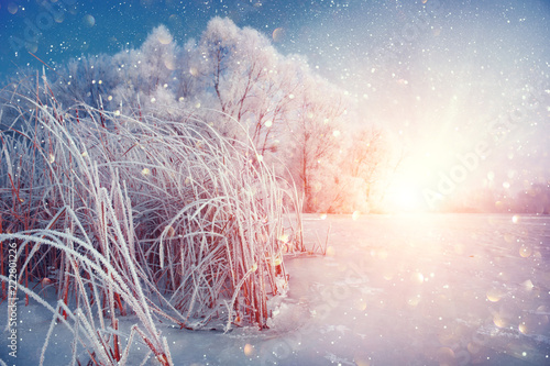 Beautiful winter landscape scene background with snow covered trees and iced river. Beauty sunny winter backdrop. Wonderland. Frosty trees in snowy forest