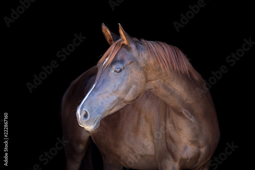 Chestnut horse isolated on black background