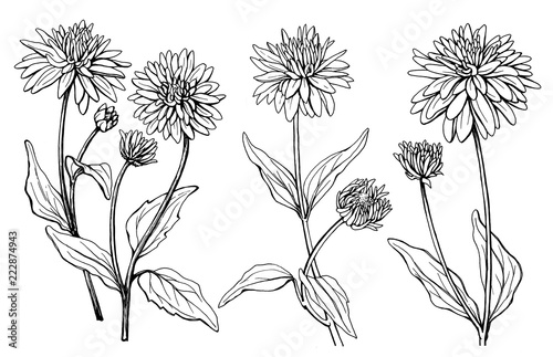 Set with flower of garden plant rudbeckia laciniata (also known as cutleaf coneflower, green-headed, susan). Black and white outline illustration hand drawn work isolated on white background.