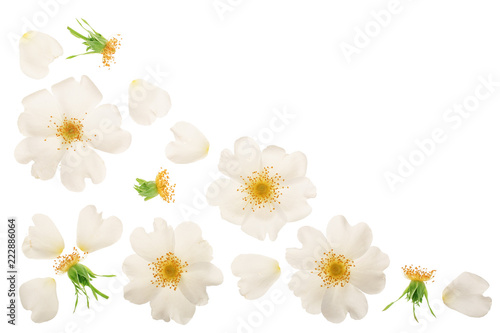 Rosehip flower isolated on white background with copy space for your text