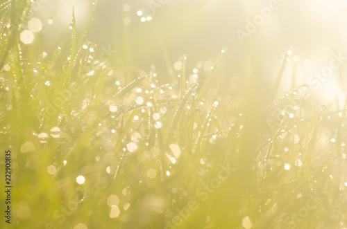 Blurred with the bokeh of dew on top of the grass, hello in the morning, green back ground