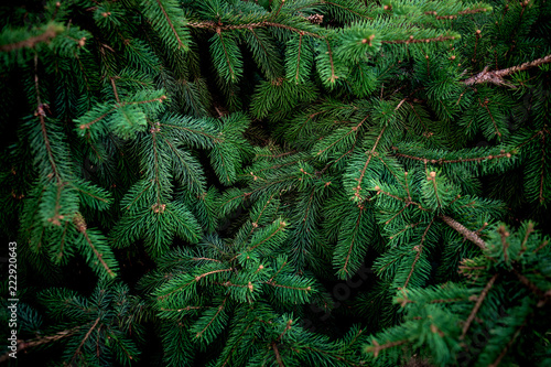 Christmas Fir tree brunch textured Background. Fluffy pine tree brunch close up. Green spruce