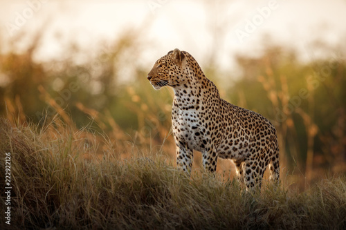 African leopard female pose in beautiful evening light. Amazing leopard in the nature habitat. Wildlife scene with dangerous beast. Hot weather in Africa. Panthera pardus pardus.