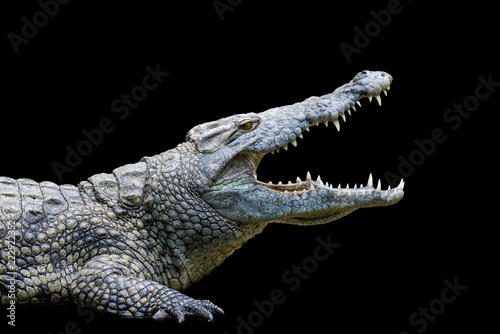 Crocodile on black background
