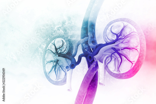 Human kidney cross section