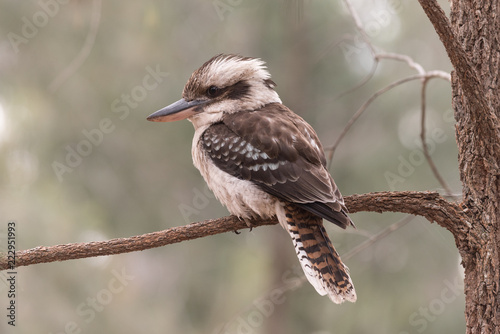 Laughing kookaburra perched on a tree branch in Blackdown Tablelands National Park, Queensland, Australia.