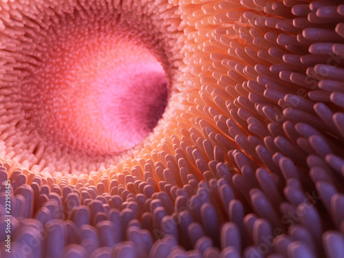 3d rendered medically accurate illustration of intestinal villi