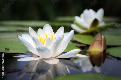 Beautiful close up macro of the white water lily (Nymphaea alba, Nymphaeaceae) aka the European white water lily, white water rose or white nenuphar, in the river Angstel in the Netherlands in summer